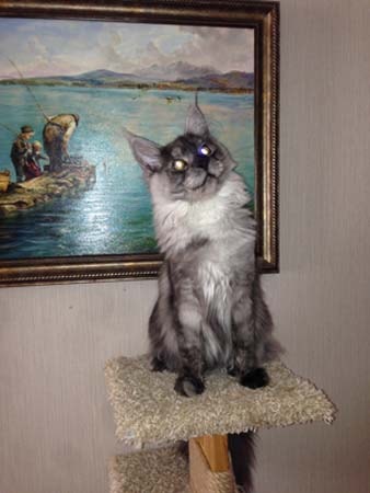 Кот